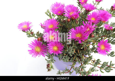 Nahaufnahme von Mesembryanthemum Blueberry Rumble oder bekannt als Lampranthus Blueberry vor weißem Hintergrund Stockfoto