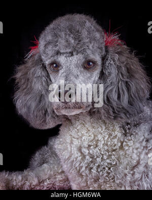 Porträt von einem Pudelhund mit Schleifen im Haar Stockfoto