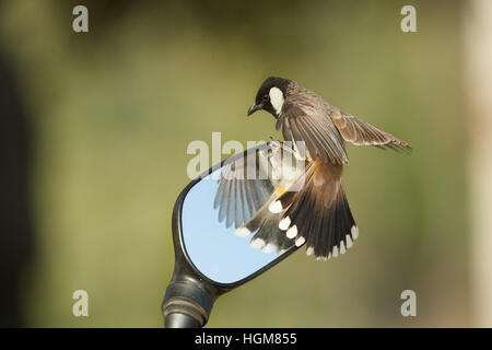 Schönen weißen Wangen Bulbul suchen Spiegel Stockfoto