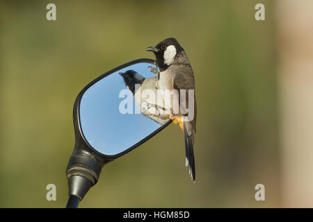 Schönen weißen Wangen Bulbul suchen Spiegel Stockfoto