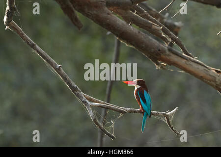 weiße-throated Eisvogel (Halcyon Smyrnensis) oder weißer-breasted Kingfisher oder Smyrna Eisvogel hocken auf dem Baum Stockfoto