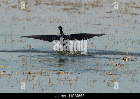 Natur verwischt Hintergrund, indischen Kormoran, ein schwarzer Vogel Wasser von Wasser im Fischteich nach dem fertigen Essen abnehmen, Stockfoto