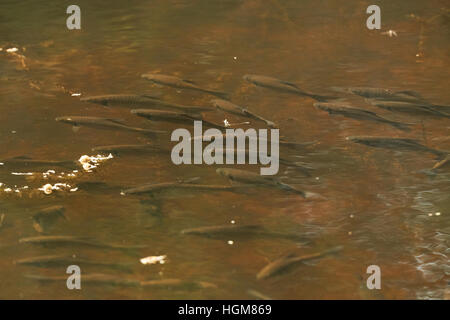 Teich mit Fischen im Keoladeo National Park oder Keoladeo Ghana Nationalpark früher bekannt als das Bharatpur Vogelschutzgebiet Stockfoto