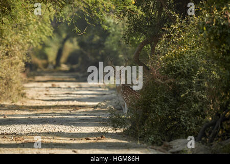 Axishirsche Bock auf volle Alarm stehen neben einem Feldweg Stockfoto