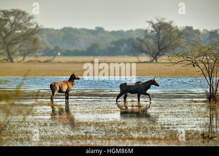 männliche und weibliche blaue Bull (Boselaphus Tragocamelus) im Wasser in Keoladeo Ghana Nationalpark, Bharatpur, Rajasthan, steht Stockfoto