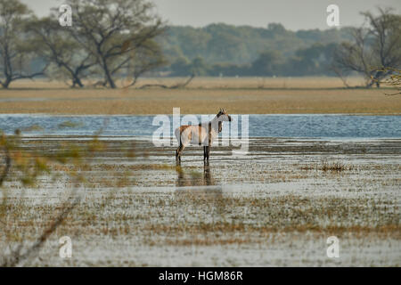 Eine weibliche blaue Bull (Boselaphus Tragocamelus) stehen im Wasser in Keoladeo Ghana Nationalpark, Bharatpur, Rajasthan, Indien Stockfoto