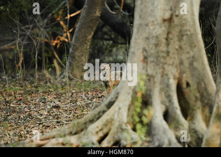 Goldschakal. Lateinischer Name: Canis Aureus im Keoladeo National Park oder Keoladeo Ghana Nationalpark Stockfoto