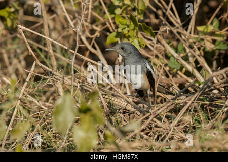 Das orientalische Elster-Robin (Copsychus Saularis) Weibchen sitzen auf natürlichen Lebensraum Stockfoto