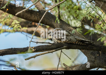 Die Dschungel-Nachtschwalbe (Caprimulgus Indicus).  getarnt im Regenwald Stock, Keoladeo National Park Stockfoto