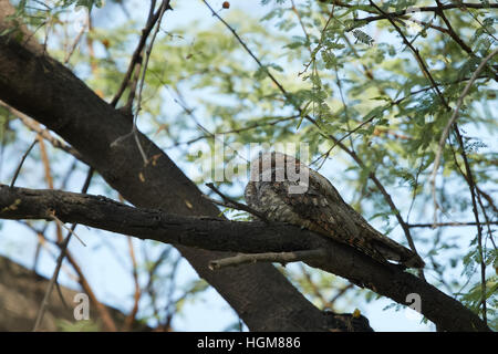 Die Dschungel-Nachtschwalbe (Caprimulgus Indicus).  getarnt im Regenwald Stock, Keoladeo National Park Stockfoto