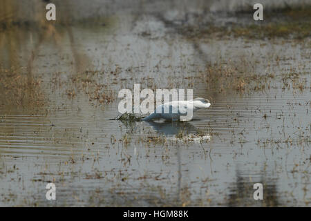 große weiße Reiher Angeln (Ardea Alba) Stockfoto