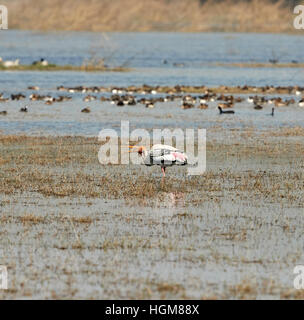 Bemalte Storch (Mycteria Leucocephala) fängt Fische im Bach. Natürlichen Thema. Stockfoto