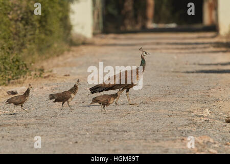 Drei Peachicks und Pfauenhennen. Ein Peachick ist der Nachwuchs ein Pfau und eine solche Stockfoto