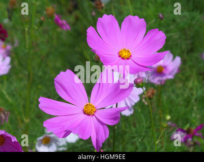 Zwei lebendige blühen rosa Farbe Cosmos Blumen im grünen Feld Stockfoto