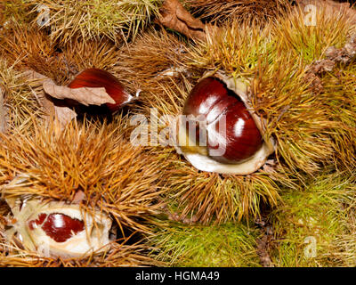 Sweet Chestnut Früchte. (Castanea Sativa) wie auf dem Waldboden zu sehen. Kastanien noch in stacheligen Hülle Hüllen. Stockfoto