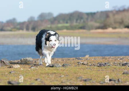 Border-Collie-Typ Hund Stockfoto