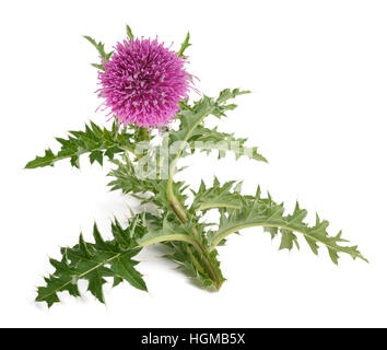 Distel Blume isoliert auf weißem Hintergrund Stockfoto