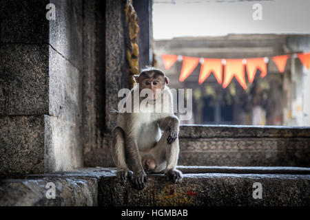 Makaken-Affen Venkataramana Tempel in der Nähe von Gingee Fort, Tamil Nadu, Indien Stockfoto