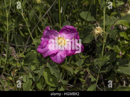 Gallische rose, Rosa Gallica, in Blüte auf Kalkstein Grünland, Slowakei. Stockfoto