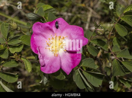 Gallische rose, Rosa Gallica, in Blüte auf Kalkstein Grünland, Slowakei. Stockfoto