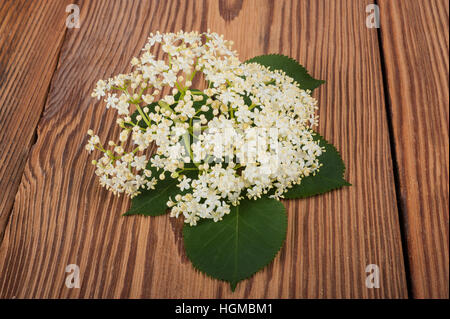 Holunderblüten auf Holz Hintergrund Stockfoto