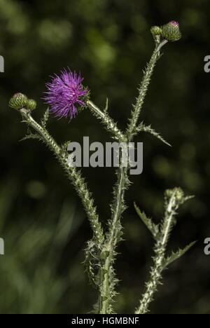 Wegdistel Blütenstandsboden Acanthoides in Blüte, auf Kalkstein Grünland. Stockfoto