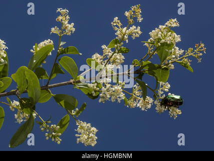 Rose Chafer Käfer, Cetonia Aurata, Fütterung auf die Blüten der Liguster. Stockfoto