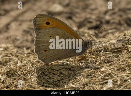 Wiese braun, Maniola Jurtina Fütterung auf feuchten Boden. Stockfoto