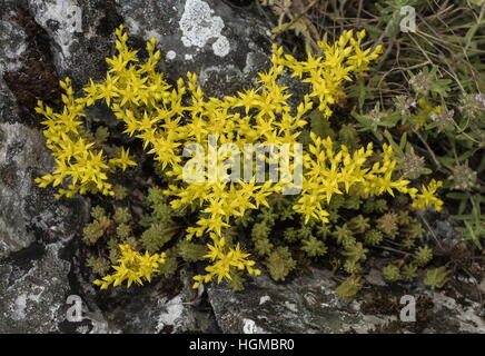 Geschmacklos Fetthenne, Sedum Sexangulare in Blüte auf Kalkstein Grünland, Slowakei. Stockfoto