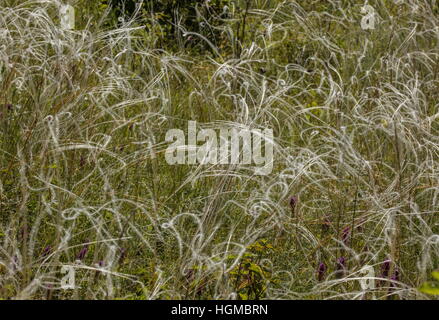 Ein Federgras Stipa Capillata, nach der Blüte auf steilen Kalkstein Hügel, Ungarn. Stockfoto