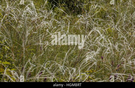 Ein Federgras Stipa Capillata, nach der Blüte auf steilen Kalkstein Hügel, Ungarn. Stockfoto