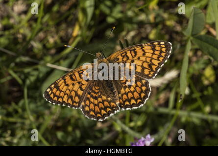 Flockenblume Fritillary, Melitaea Phoebe Fütterung auf Thymian und anderen Blumen, Ungarn. Stockfoto