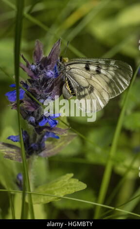 Apollo, Parnassius Mnemosyne, getrübt, weibliche Schmetterlinge ließ sich auf Bugle in montane Wiesen, Ungarn. Stockfoto