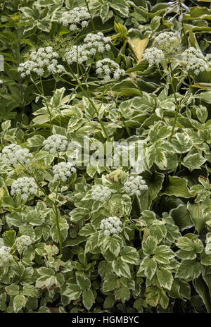 Bunte Boden Elder, Aegopodium Podagraria 'Variegata', Stockfoto