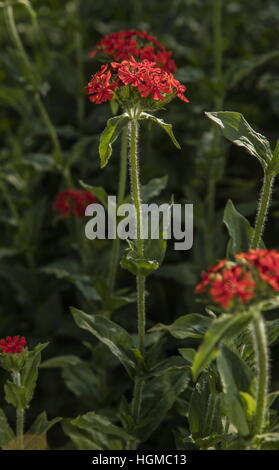 Malteserkreuz, Lychnis Chalcedonica in Blüte als Gartenpflanze; aus dem ostasiatischen Raum. Stockfoto
