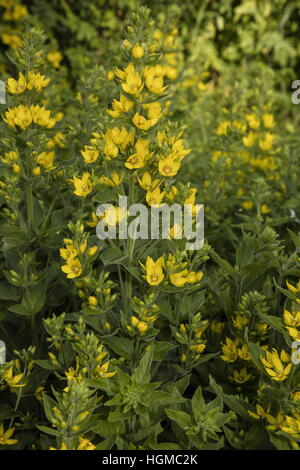 Punktierten Gilbweiderich, Lysimachia Trommler in Blume, wie eine Gartenpflanze. Stockfoto