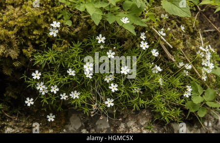 milchigen Rock Jasmin, Androsace Lactea, blühen in der hohen Tatra, Polen. Stockfoto