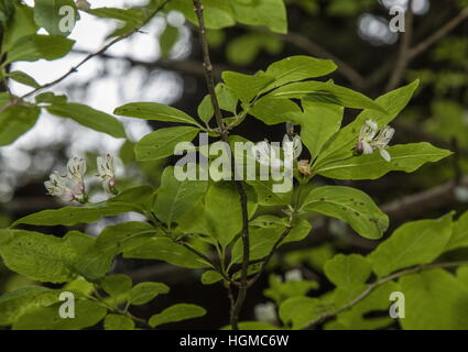 Schwarz-Kreuzungen Geißblatt, Lonicera Nigra in Blüte in der hohen Tatra, Polen. Stockfoto