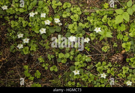 Eine blühende Wintergrün, Moneses Uniflora, Masse in Blume vin der hohen Tatra, Polen. Stockfoto