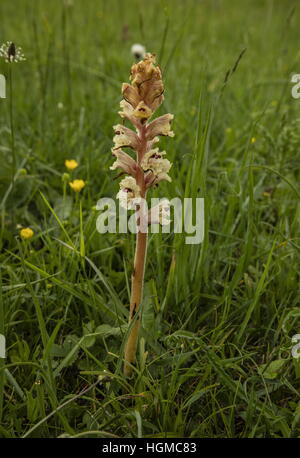 Labkraut-Roman oder Nelke duftende Roman, Orobanche Caryophyllacea, parasitäre auf fressen auf Downland. Stockfoto