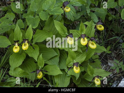 Frauenschuh Orchidee, Cypripedium Calceolus - große Klumpen im Nationalpark Slovenský Raj, Slowakei. Stockfoto