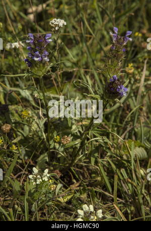 Hybrid-gemeinsamer Self-Heal x Cut-leaved Self-heal; Aggtelek Nationalpark, Ungarn. Stockfoto