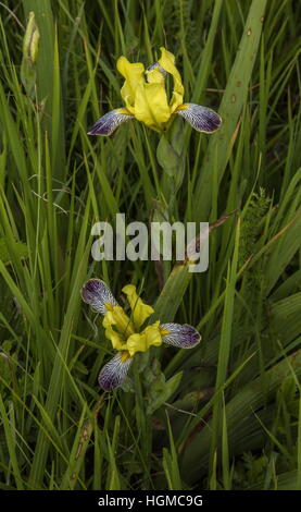 Ungarische Iris, Iris Variegata wild in Kalkstein Grünland, Aggtelek Nationalpark, Ungarn. Stockfoto