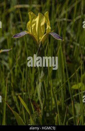 Ungarische Iris, Iris Variegata wild in Kalkstein Grünland, Aggtelek Nationalpark, Ungarn. Stockfoto