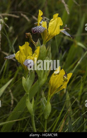 Ungarische Iris, Iris Variegata wild in Kalkstein Grünland, Aggtelek Nationalpark, Ungarn. Stockfoto