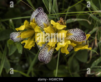 Ungarische Iris, Iris Variegata wild in Kalkstein Grünland, Aggtelek Nationalpark, Ungarn. Stockfoto