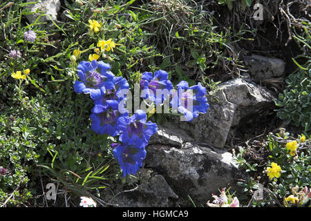 Trompete Enzian Gentiana Acaulis mit gemeinsamen Zistrosen Helianthemum Numularium Nationalpark Vercors Frankreich Stockfoto