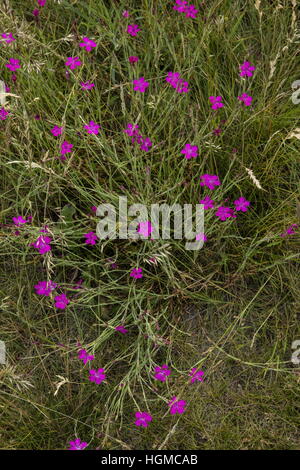 Fräulein Rosa, verklumpen Dianthus Deltoides in Blüte, in montane Wiesen, Ungarn. Stockfoto