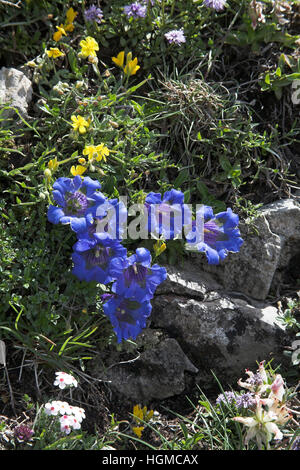 Trompete Enzian Gentiana Acaulis mit gemeinsamen Zistrosen Helianthemum Numularium Nationalpark Vercors Frankreich Stockfoto