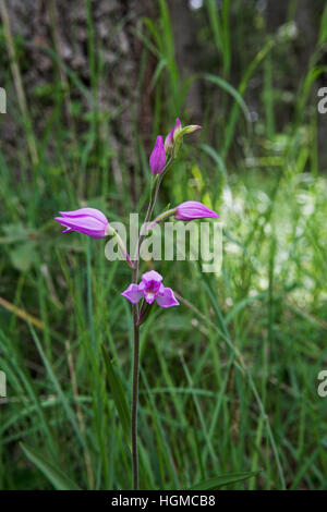 Red Helleborine Cephalanthera Rubra Vercors Nationalpark Frankreich Stockfoto